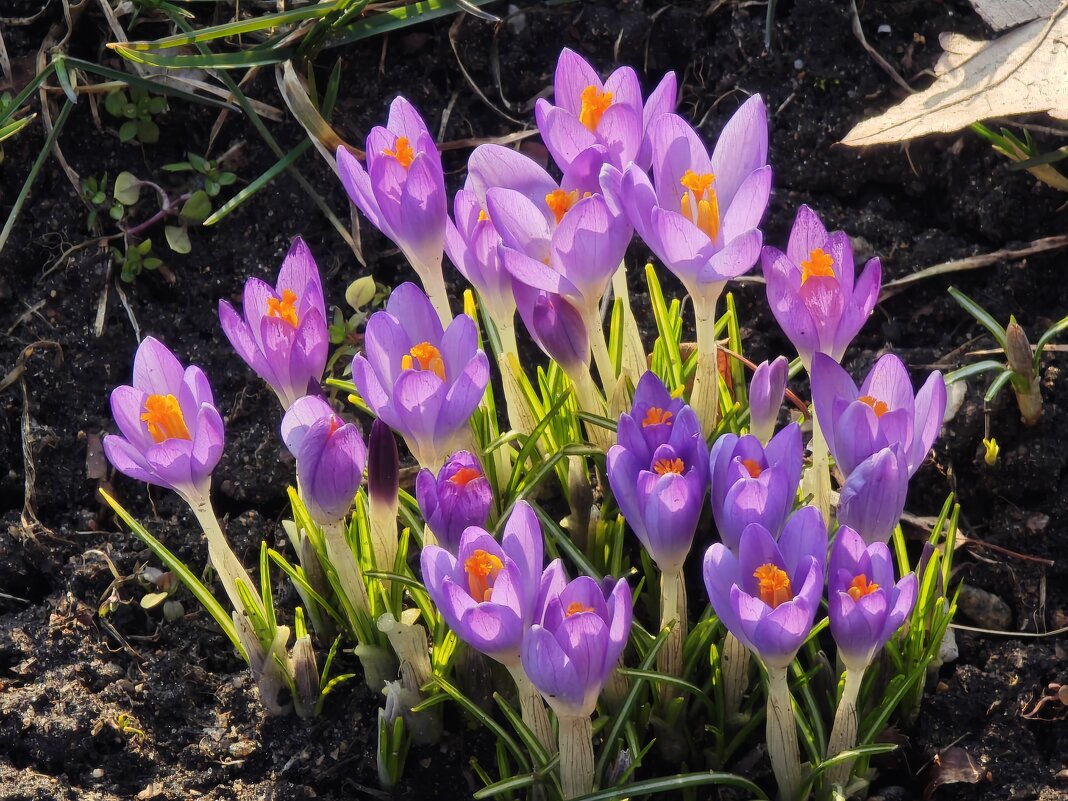 Крокусы - <<< Наташа >>>