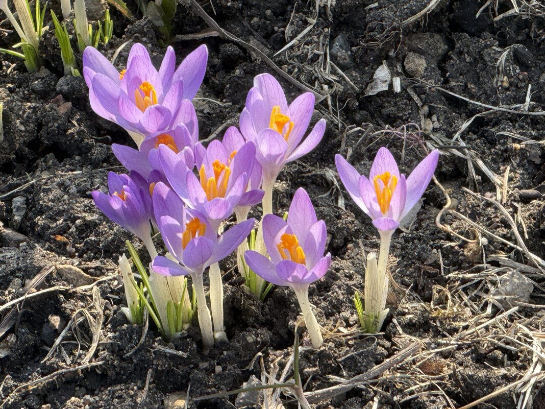 Крокусы - <<< Наташа >>> Крокусы - <<< Наташа >>>