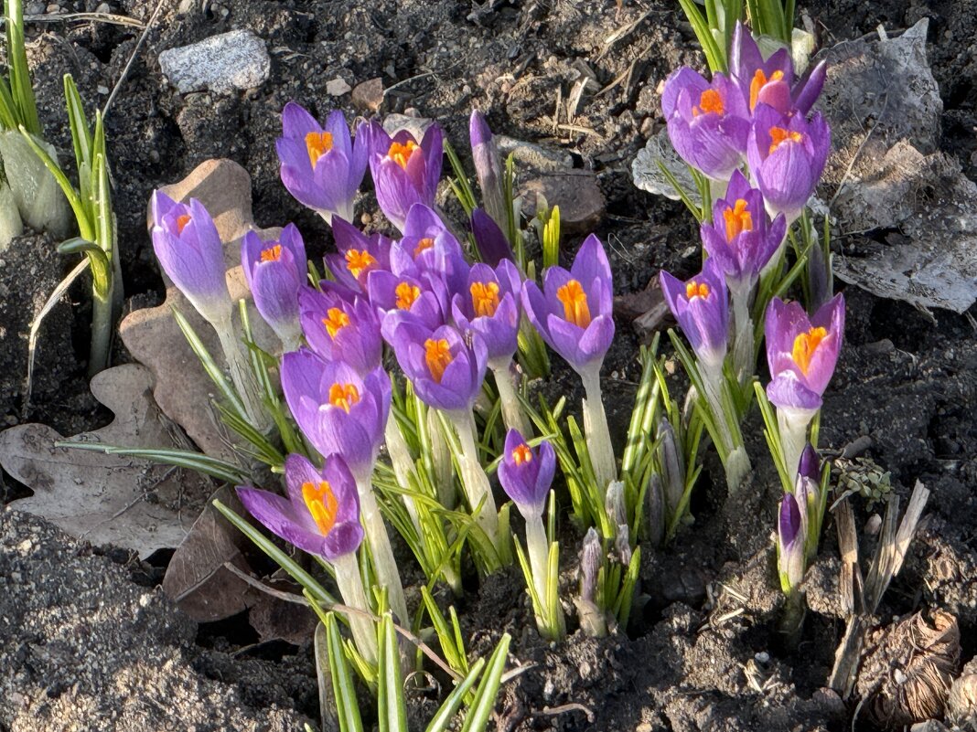 Крокусы - <<< Наташа >>>