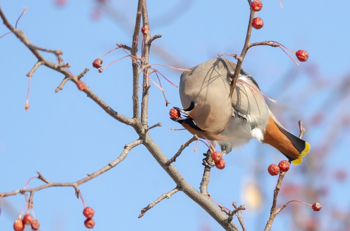 Свиристель. - Виктор Иванович Чернюк