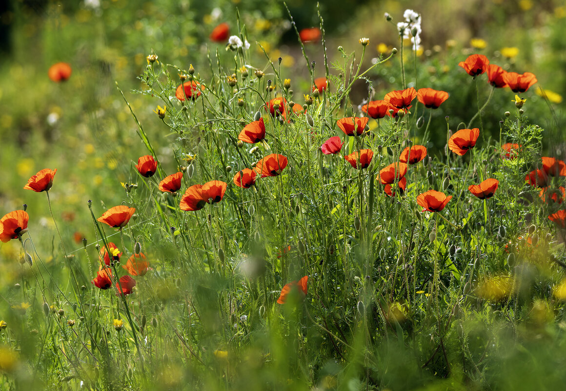Весна в разгаре. - Alexander Amromin