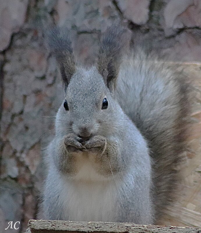 Я выставляю свой портрет... - Любовь Сахарова