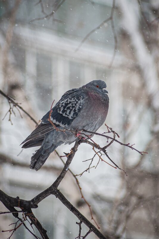 *** - Николай Чекалин