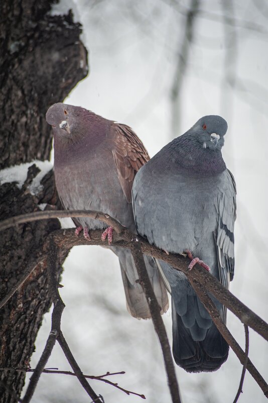 *** - Николай Чекалин