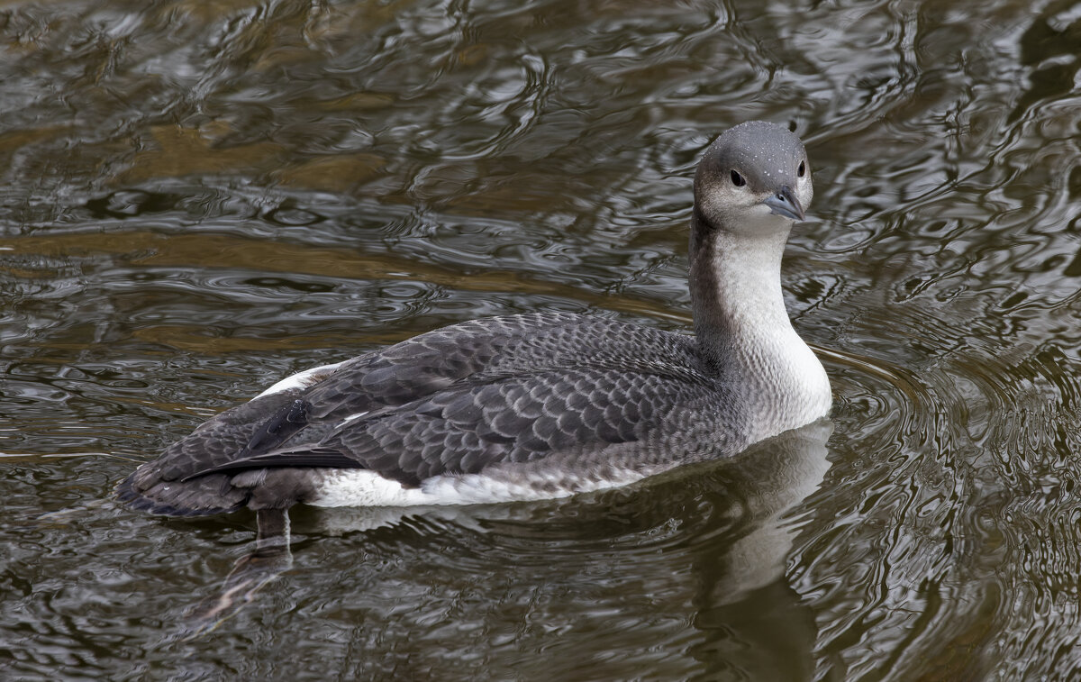 гагара - юрий макаров гагара - юрий макаров