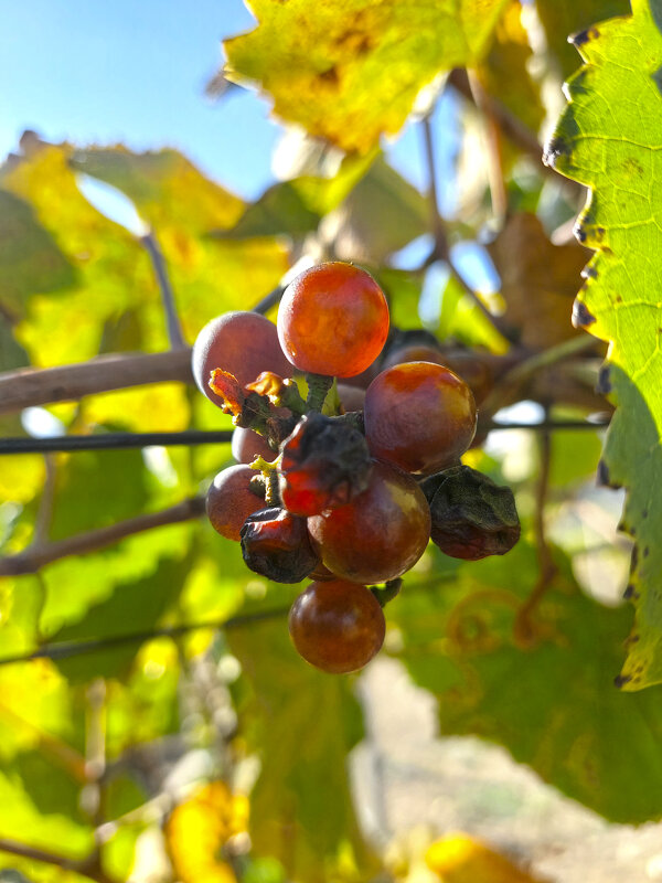 под солнцем Крыма - ИРЭН@ . под солнцем Крыма - ИРЭН@ .