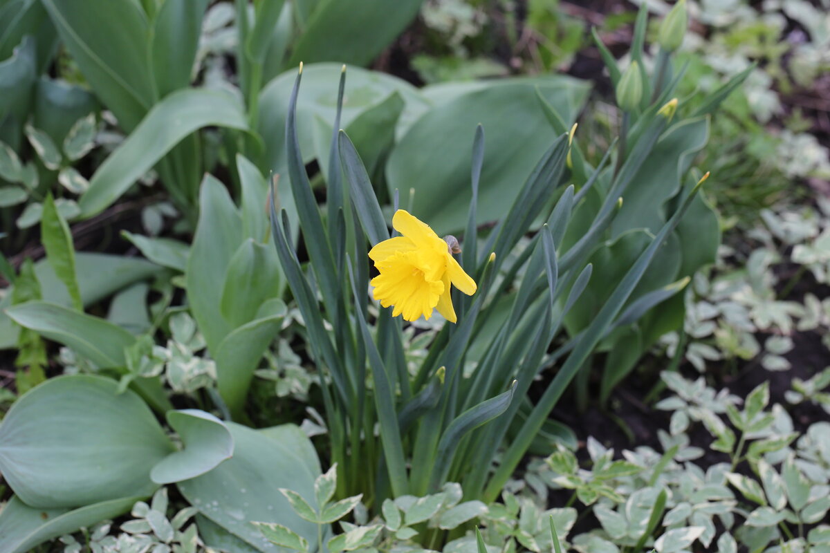 Нарцисс - ZNatasha -