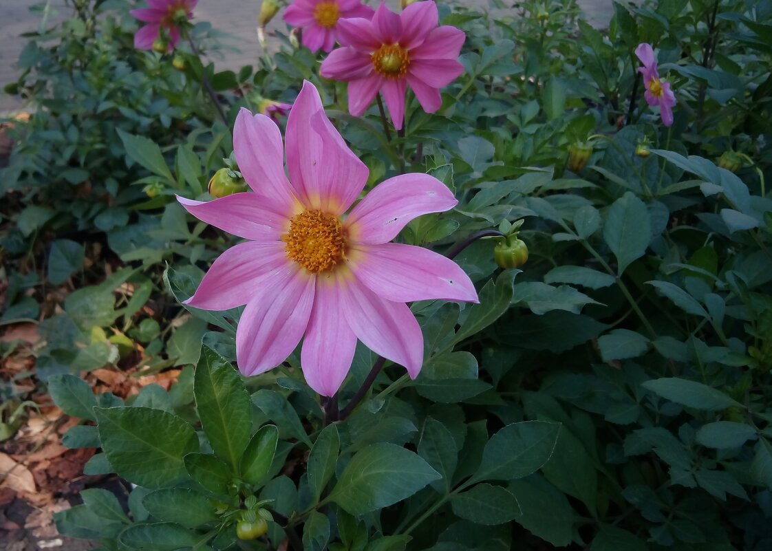 ,,, - Сергей Тимоновский