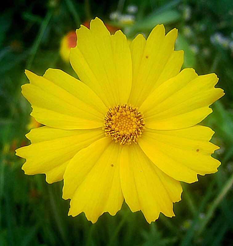 Солнечный - Елена Семигина Солнечный - Елена Семигина