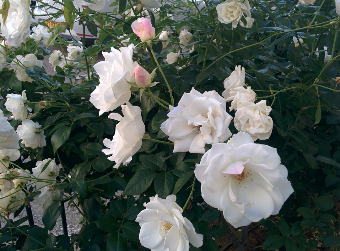 Кусты роз на улице - Светлана Хращевская Кусты роз на улице - Светлана Хращевская