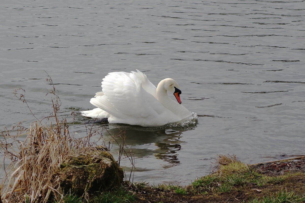 Лебеди в городском парке - Рита Симонова Лебеди в городском парке - Рита Симонова