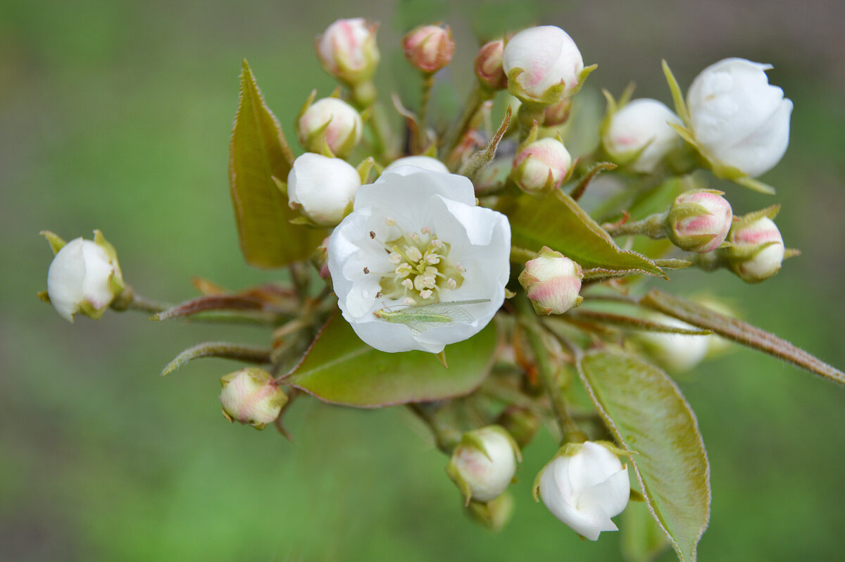 Просыпаются бутончики груши... - Надежда Куркина Просыпаются бутончики груши... - Надежда Куркина