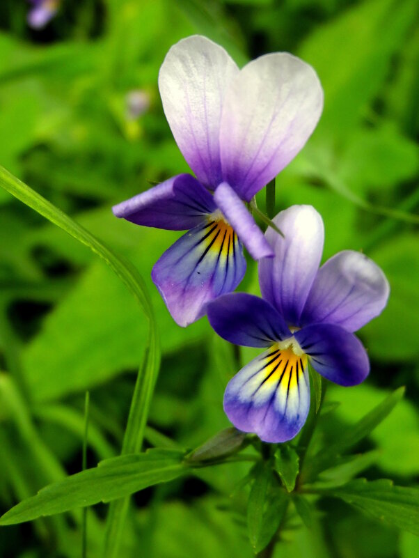 Симпатичный дуэт. - nadyasilyuk Вознюк Симпатичный дуэт. - nadyasilyuk Вознюк