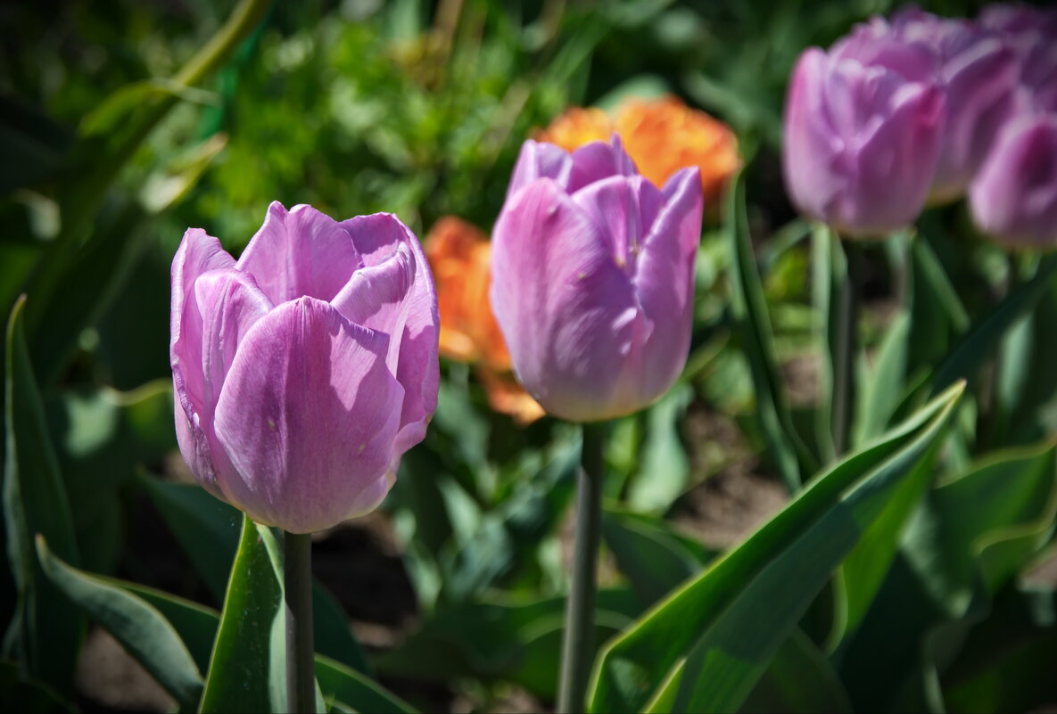 Сиреневые тюльпаны - lady v.ekaterina Сиреневые тюльпаны - lady v.ekaterina
