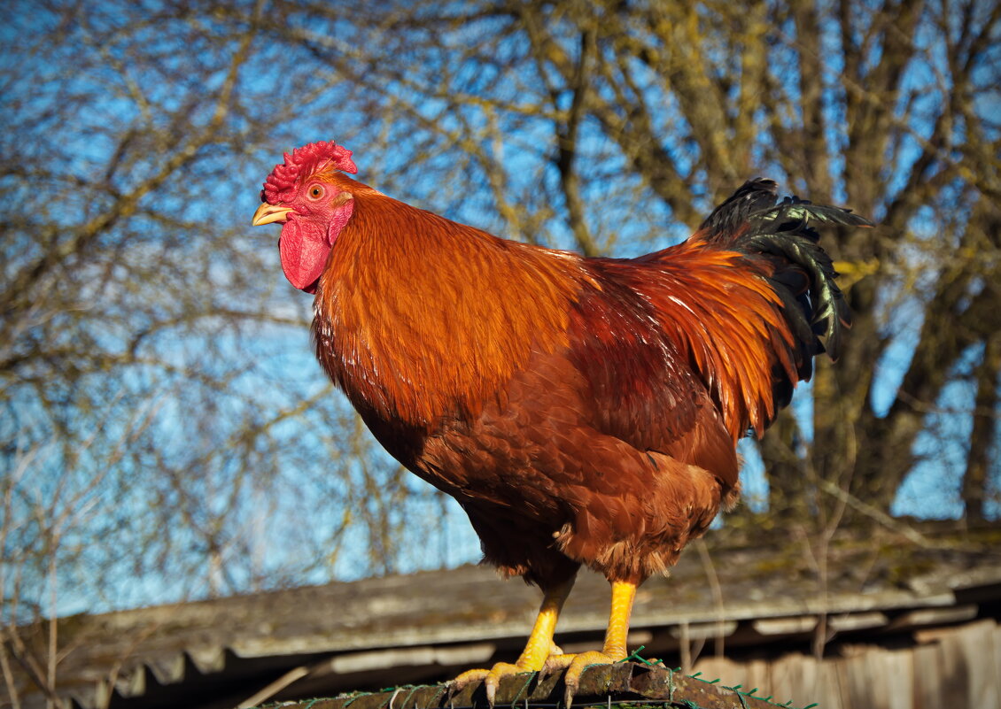 Рыжик - lady v.ekaterina Рыжик - lady v.ekaterina