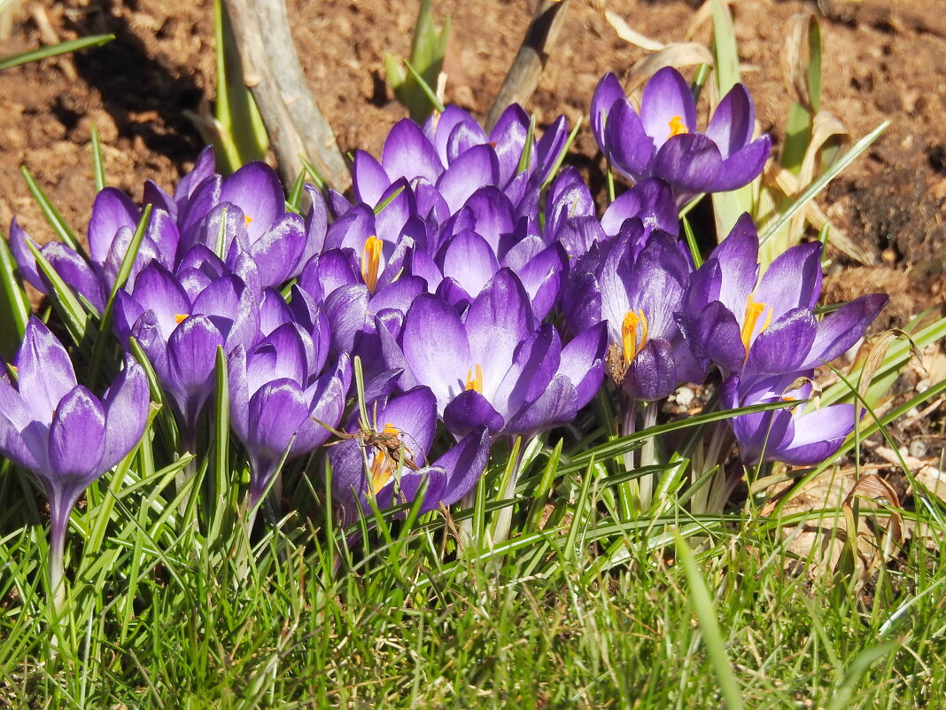 весна - ИННА ПОРОХОВА