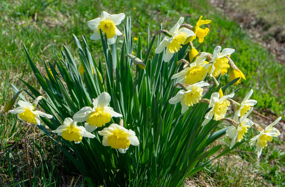 букет - Sergej букет - Sergej