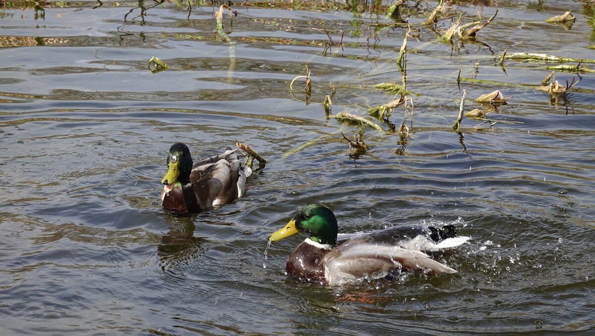 Веселые уточки....)) - Галина Веселые уточки....)) - Галина