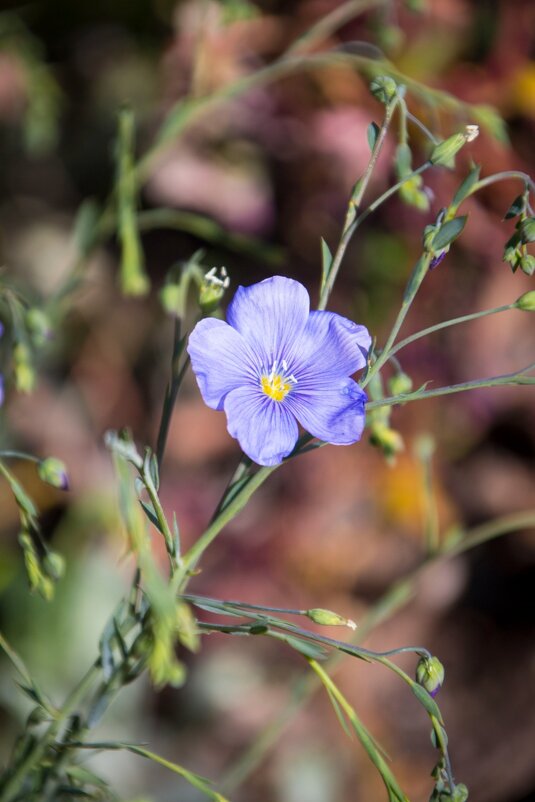 Цветок - Тамара Федорова