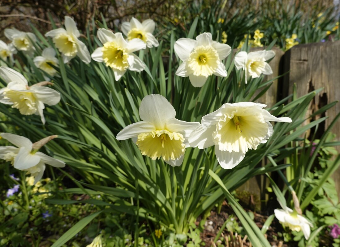 .....и сново цветут нарциссы!!!!! - Галина .....и сново цветут нарциссы!!!!! - Галина