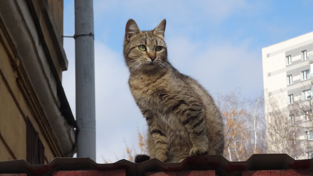 Сама невозмутимость... - kudrni Кудрявцева