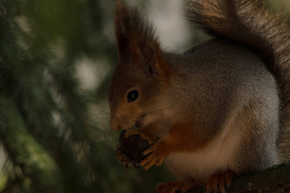 Сегодняшний гость - Nikolai 888 Сегодняшний гость - Nikolai 888