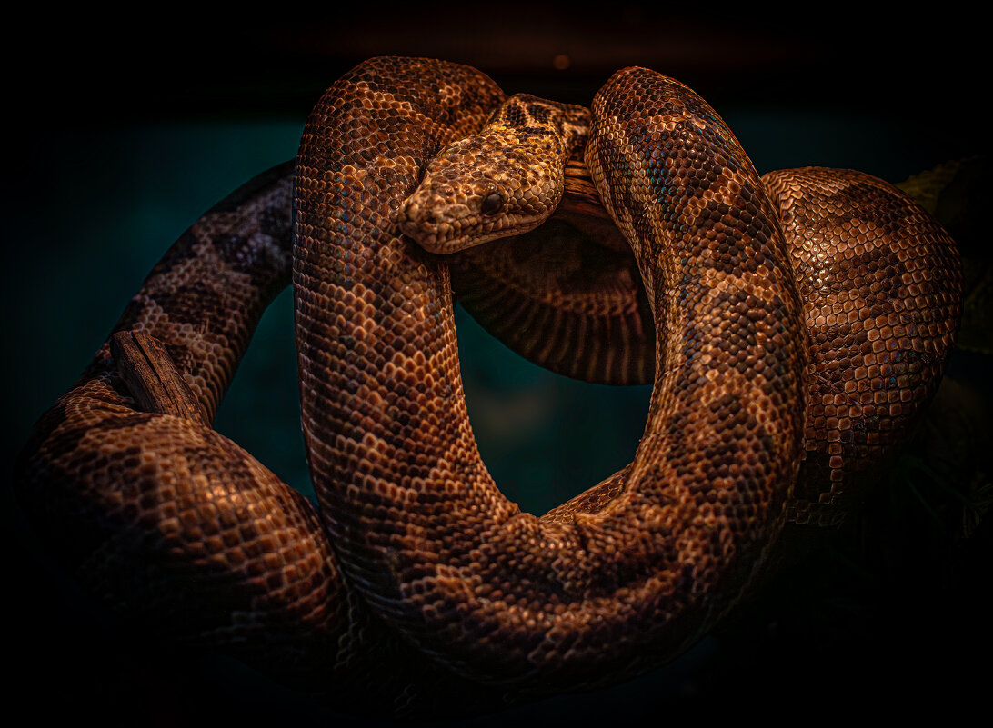 Новосибирский зоопарк имени Р.А. Шило - Михаил Измайлов