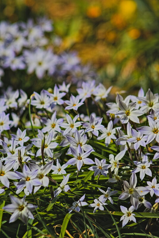 Тристагмы - Giant Tao / Тристагмы - Giant Tao /