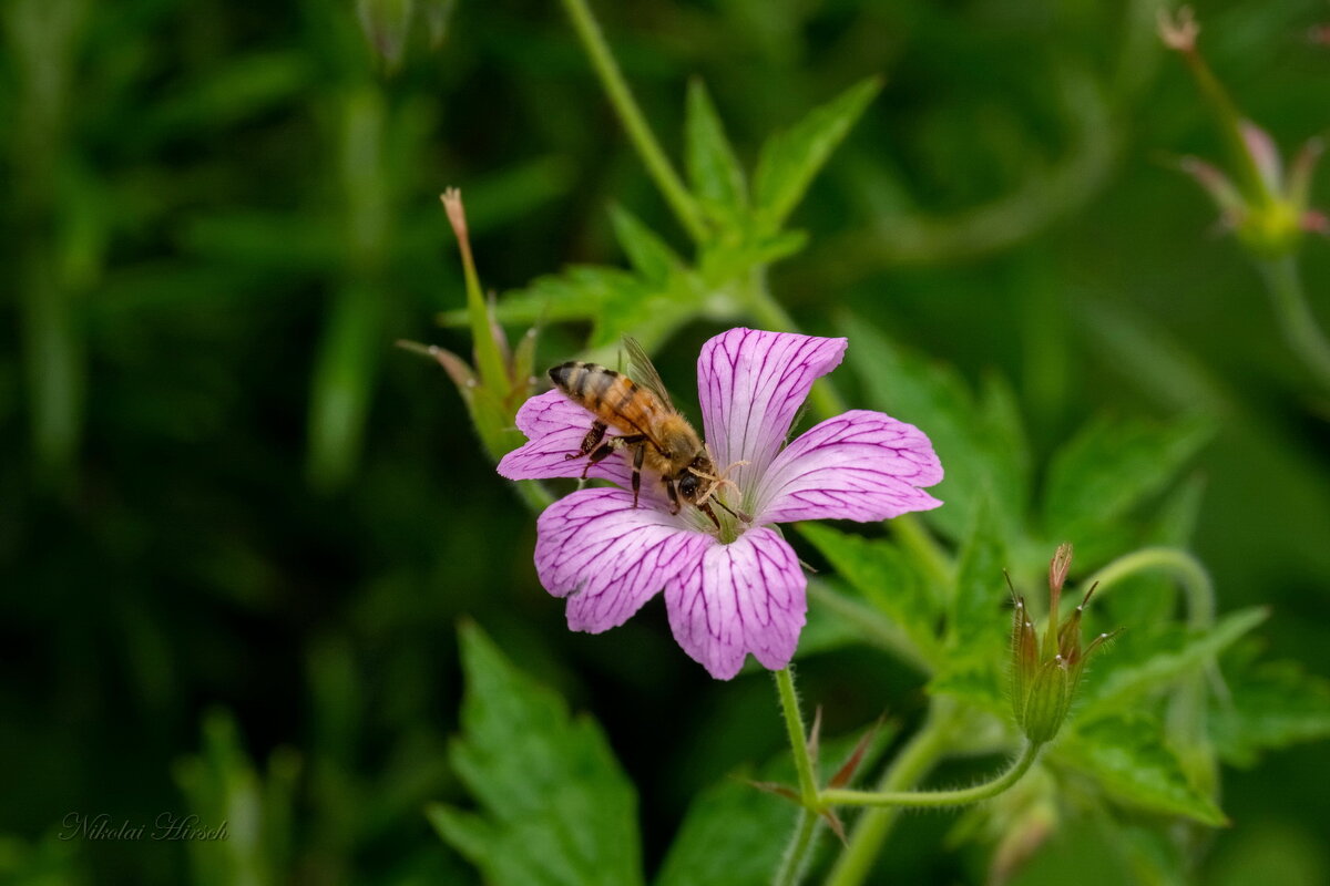 Пчела в работе... - Николай Гирш