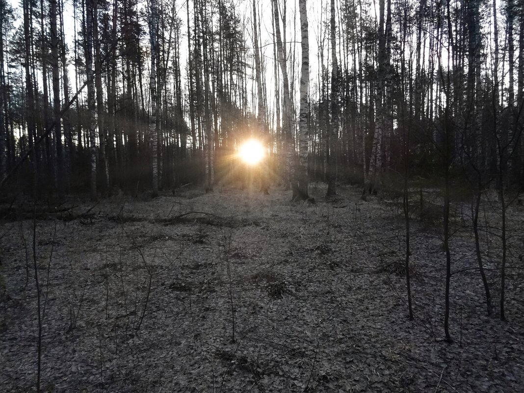 Проснулось солнце - Денис Бочкарёв