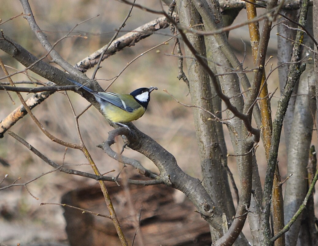 Синичка - Татьяна Тюменка