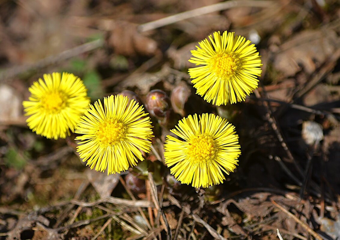 Мать и мачеха - Татьяна Тюменка Мать и мачеха - Татьяна Тюменка