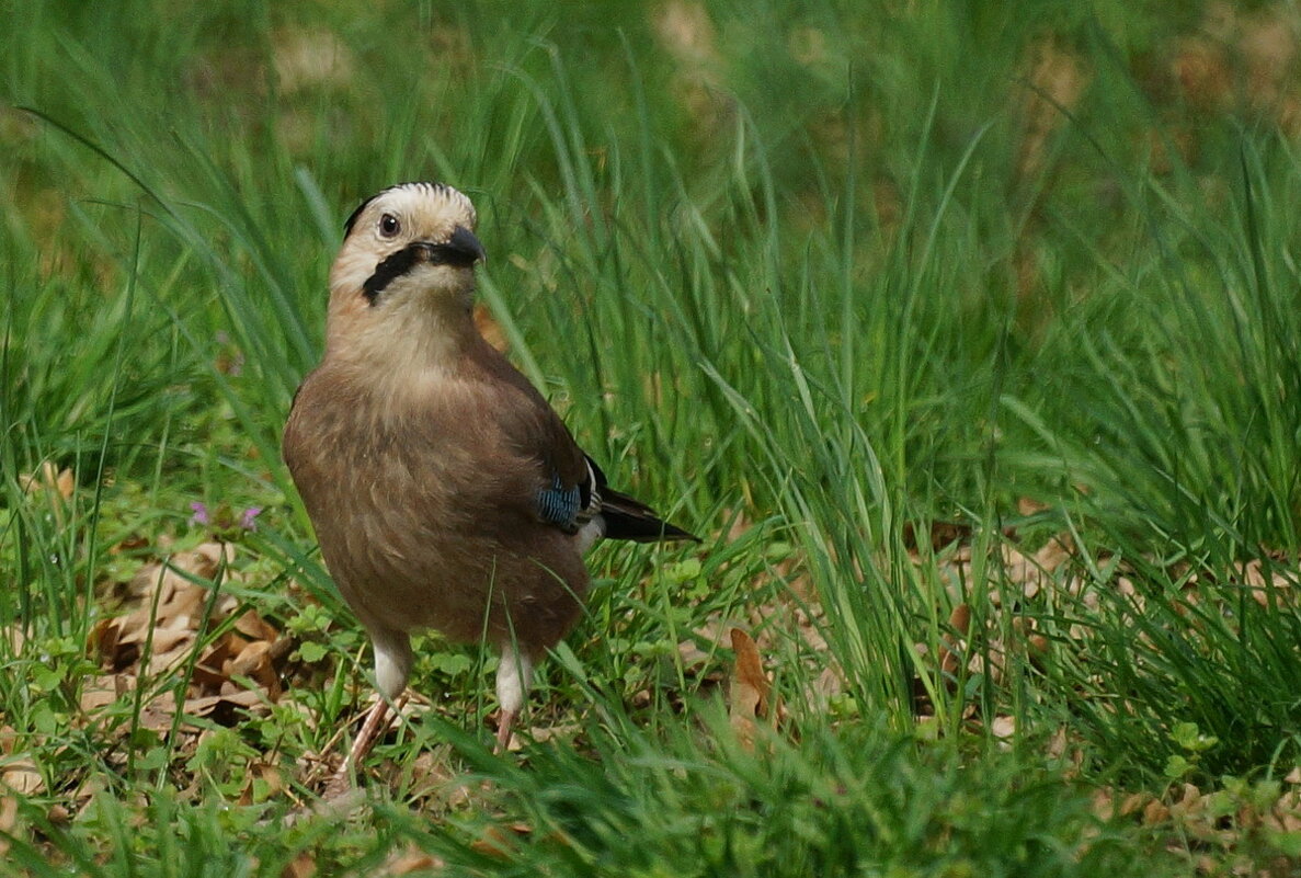 Про одну Сойку... - Николай Саржанов Про одну Сойку... - Николай Саржанов