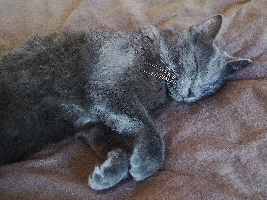 Басик.в Москве. - Ольга Довженко Басик.в Москве. - Ольга Довженко