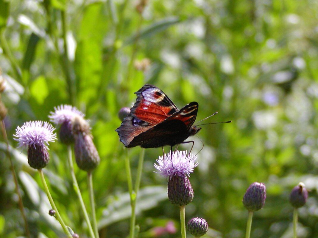 Павлиний глаз. - Николай ntv Павлиний глаз. - Николай ntv