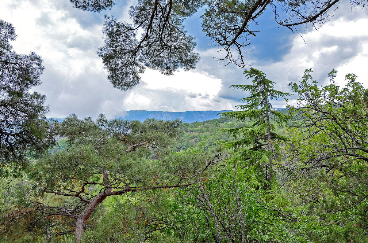В Никитском ботаническом саду (Ялта) - Алексей Просвиряков