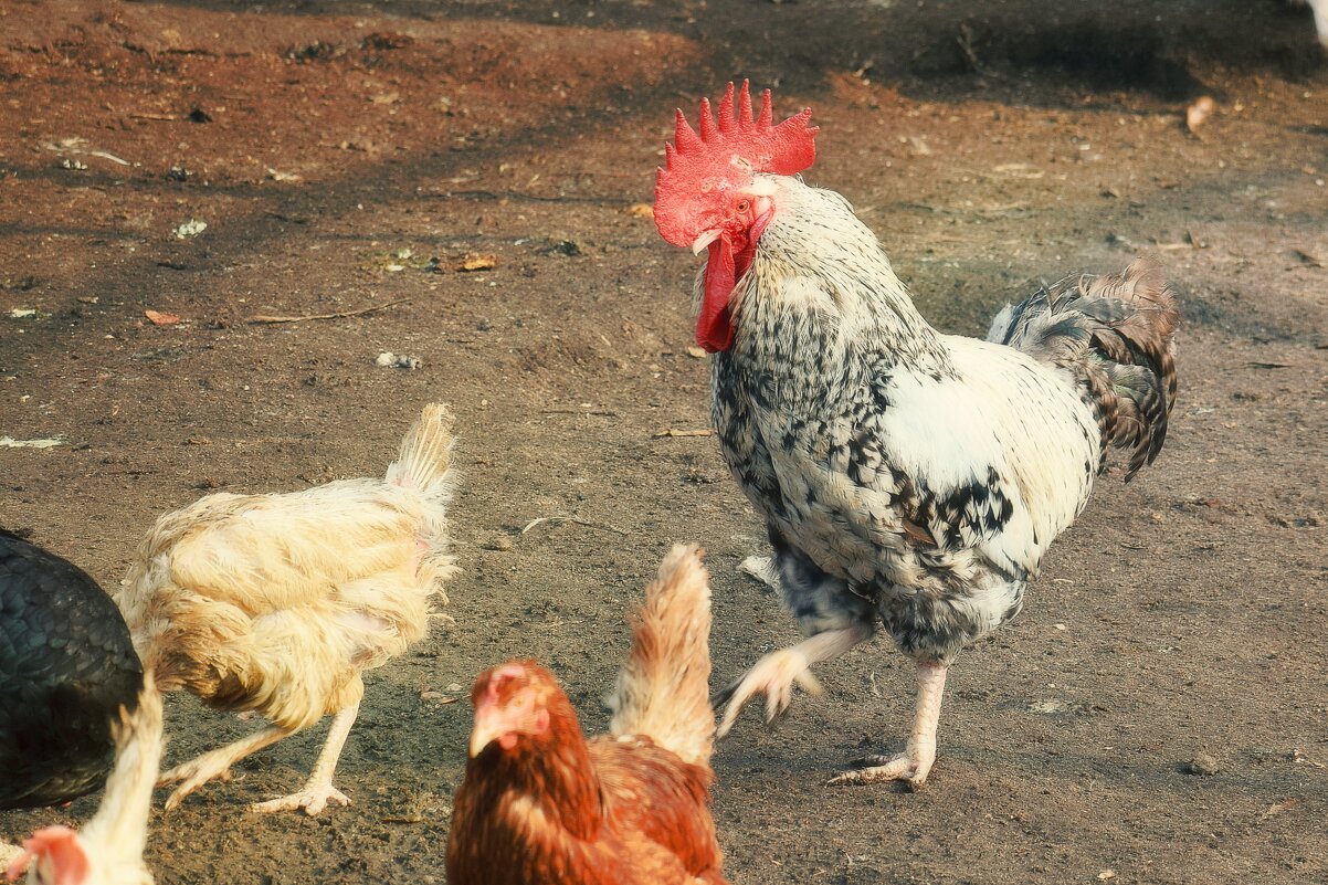А Петя пальчиком грозит. - Татьяна Помогалова А Петя пальчиком грозит. - Татьяна Помогалова