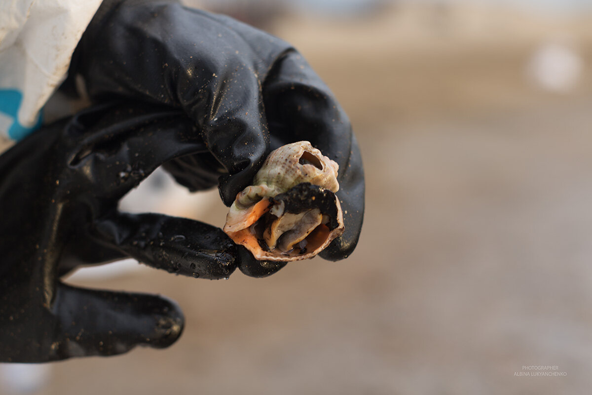 рапан - Albina Lukyanchenko