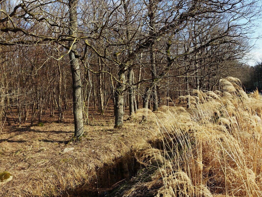 Лесопарк зоопарка - Aida10 Лесопарк зоопарка - Aida10