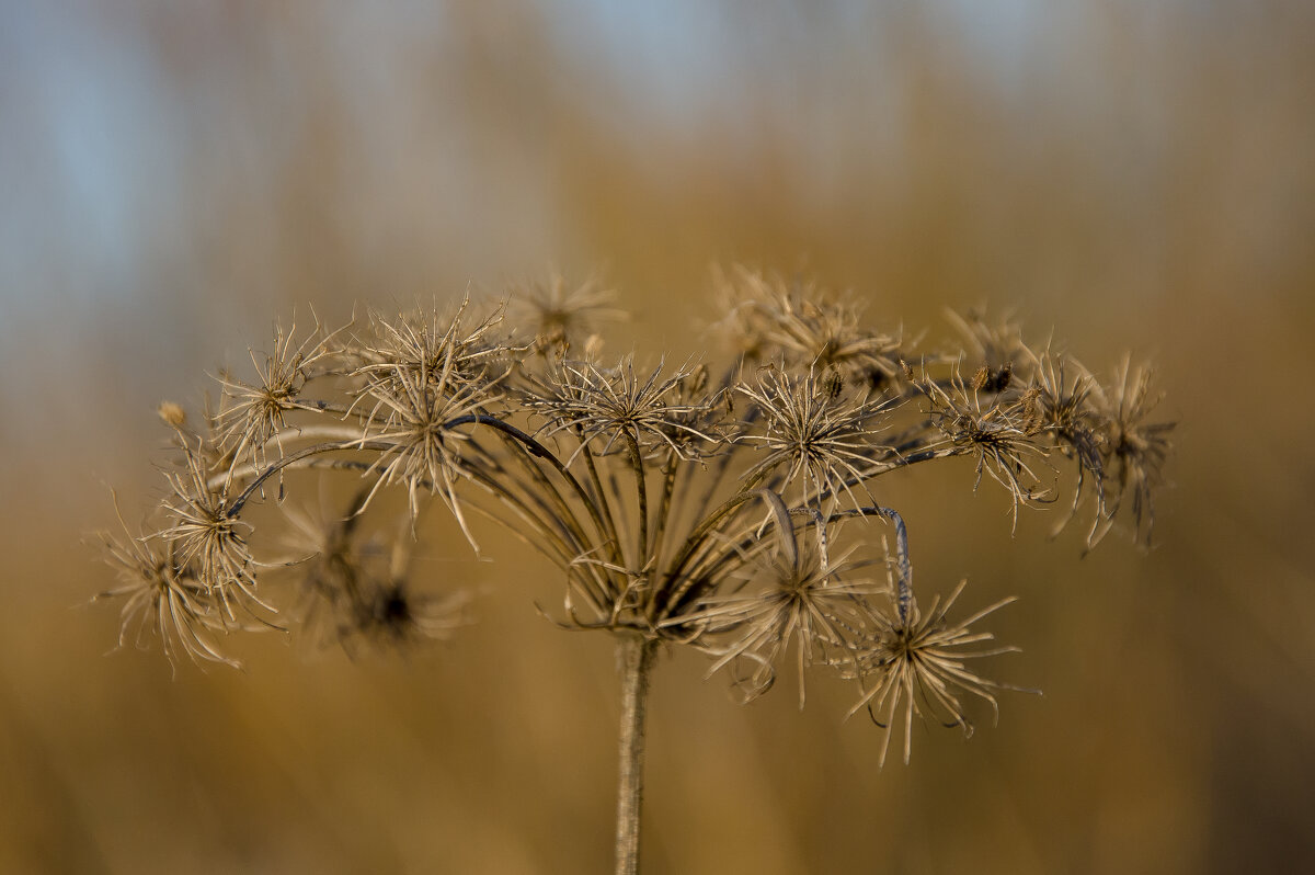Весенний минимализм. - Sergey (Apg) Весенний минимализм. - Sergey (Apg)