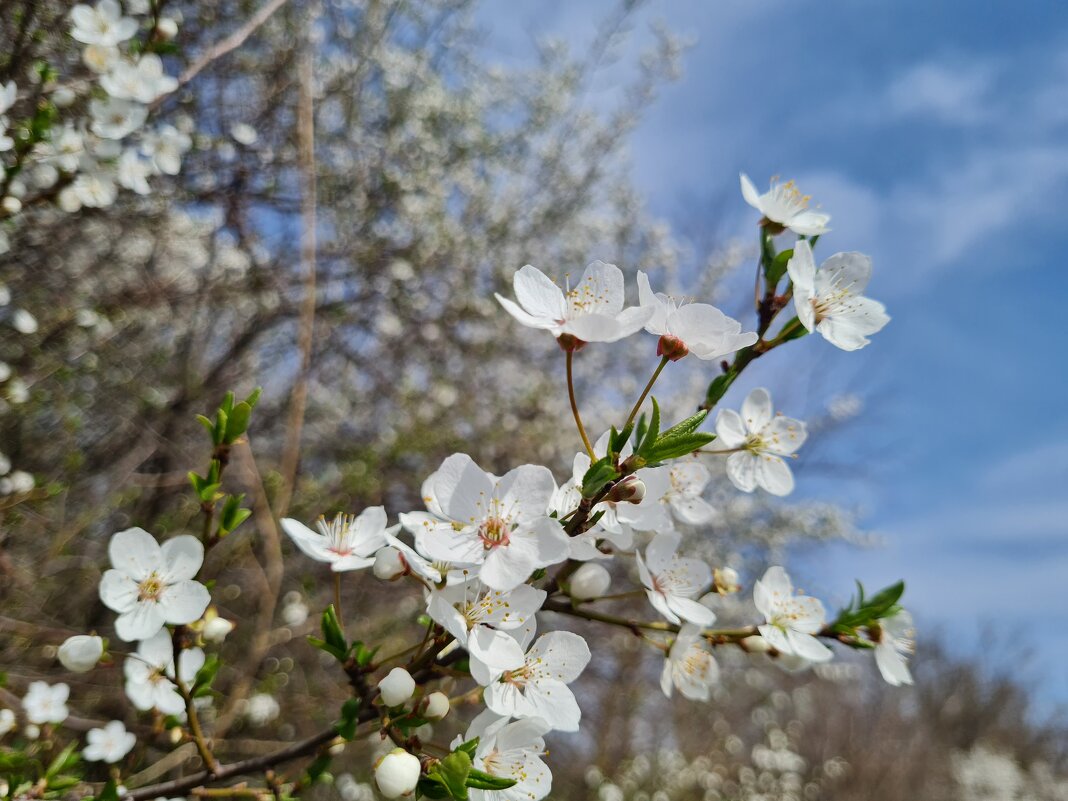 Веточка алычи - Валерий Ткаченко