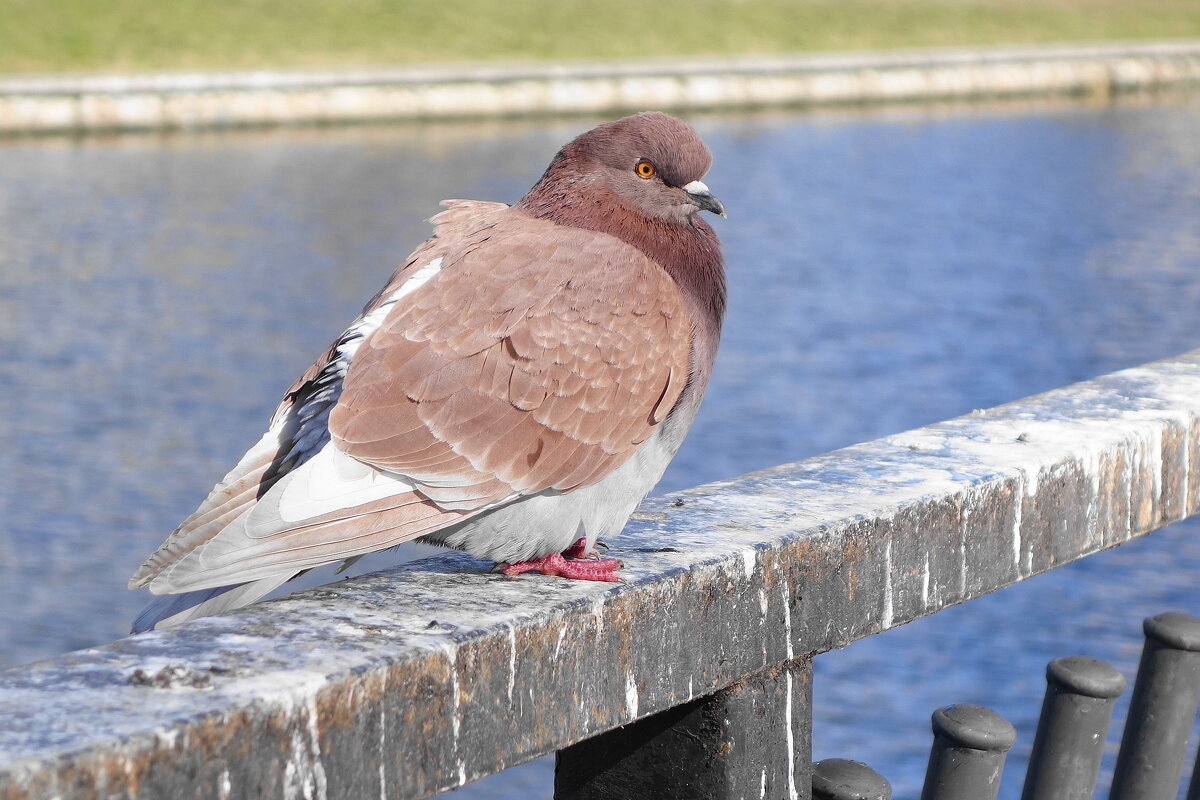 Голубь - Рита Симонова