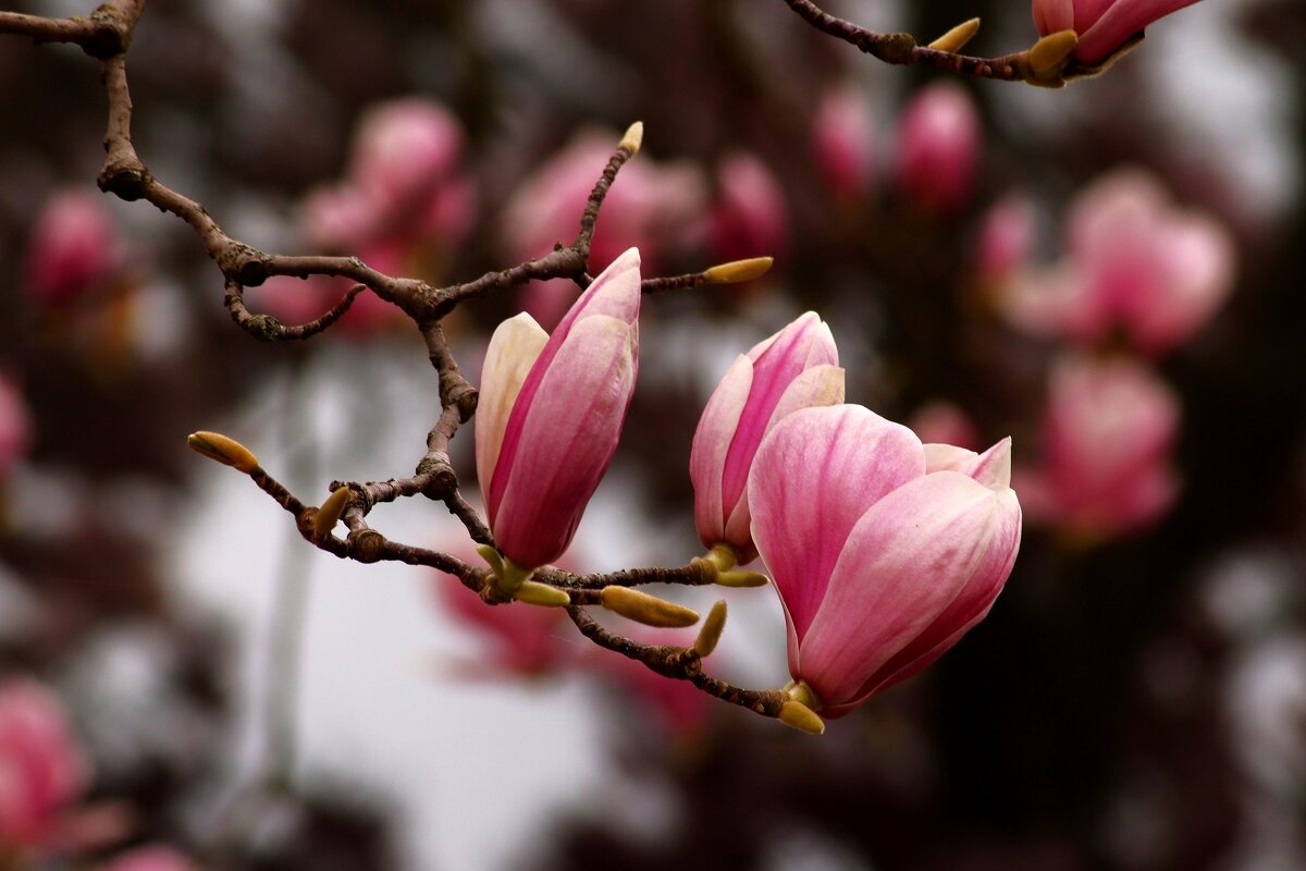 Доброе утро - Юрий. Шмаков Доброе утро - Юрий. Шмаков