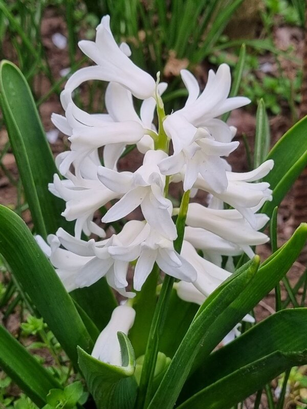 Первый гиацинт - Наталья 