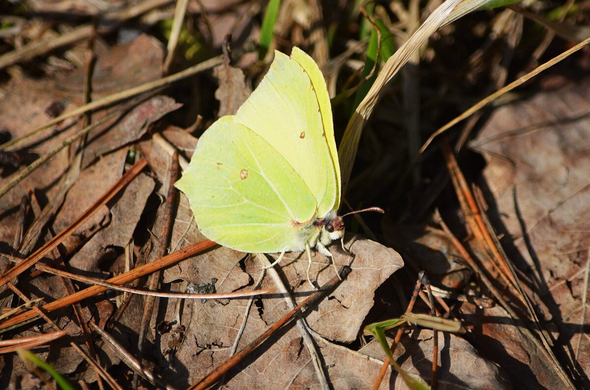 Первая... - Татьяна Тюменка