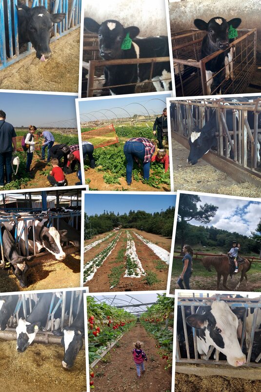 Сельская жизнь - Светлана Хращевская Сельская жизнь - Светлана Хращевская