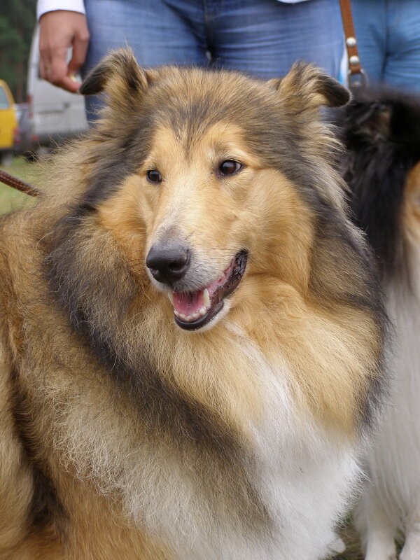 Мой кобель - Николай ntv Мой кобель - Николай ntv