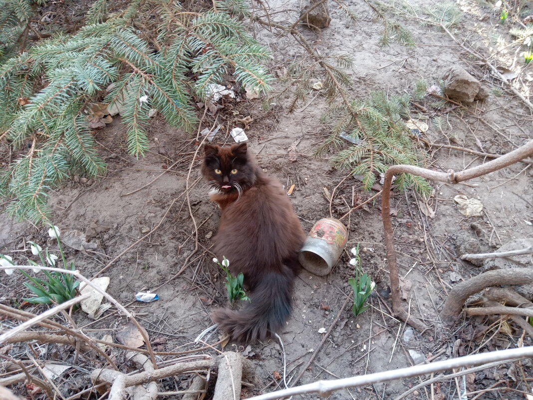 Кот в огороде - Алексей Р.