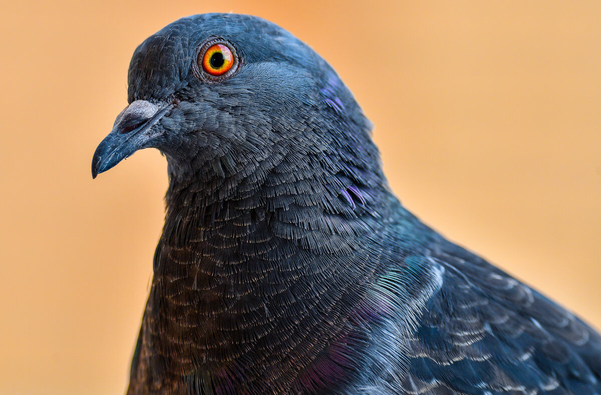 Голубь - Юрий Гладилин Голубь - Юрий Гладилин