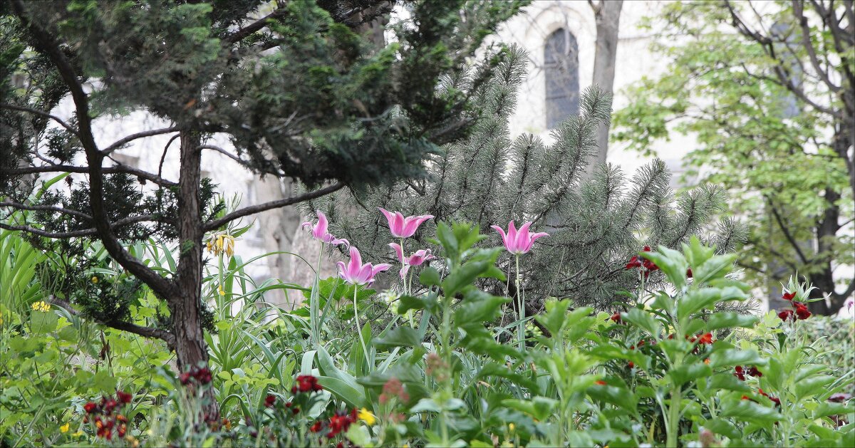 Весна, тюльпаны - ZNatasha -